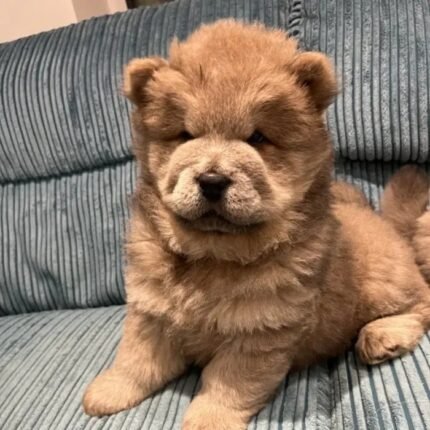 Stunning Chow Chow Puppies Dark Brown
