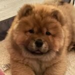 Stunning Chow Chow Pups Dwkc Registered