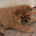 Stunning Chow Chow Pups Dwkc Registered