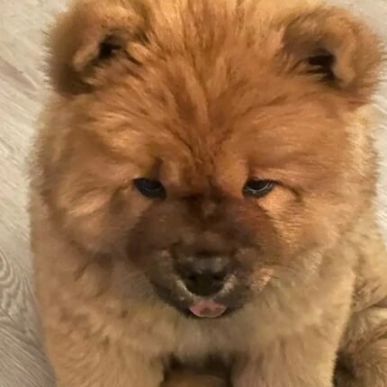Stunning Chow Chow Pups Dwkc Registered