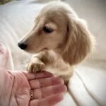 Stunning Cream Long Haired Puppie Dachshund