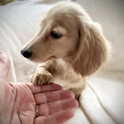 Stunning Cream Long Haired Puppie Dachshund