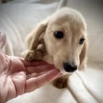Stunning Cream Long Haired Puppie Dachshund