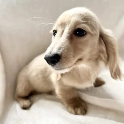 Stunning Cream Long Haired Puppie Dachshund