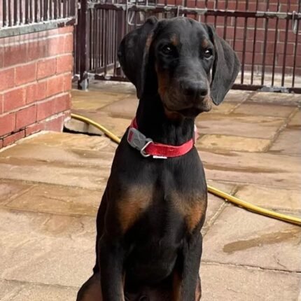 Top Quality Dobermann Puppies Available