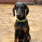 Top Quality Dobermann Puppies Available