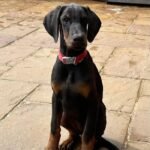 Top Quality Dobermann Puppies Available
