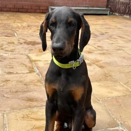 Top Quality Dobermann Puppies Available