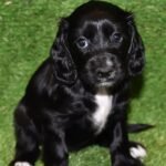 WC Cocker Spaniel Black