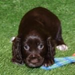 WC Cocker Spaniel Black