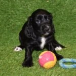 WC Cocker Spaniel Black