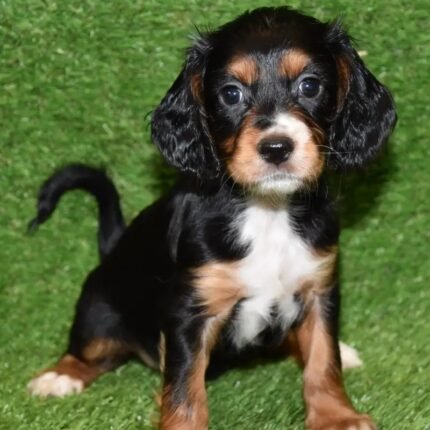 WC Cocker Spaniel Black/Brown