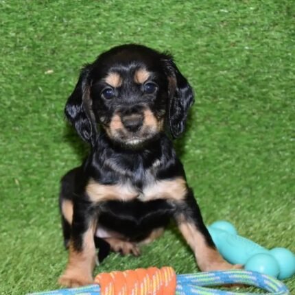 WC Cocker Spaniel Black/Brown