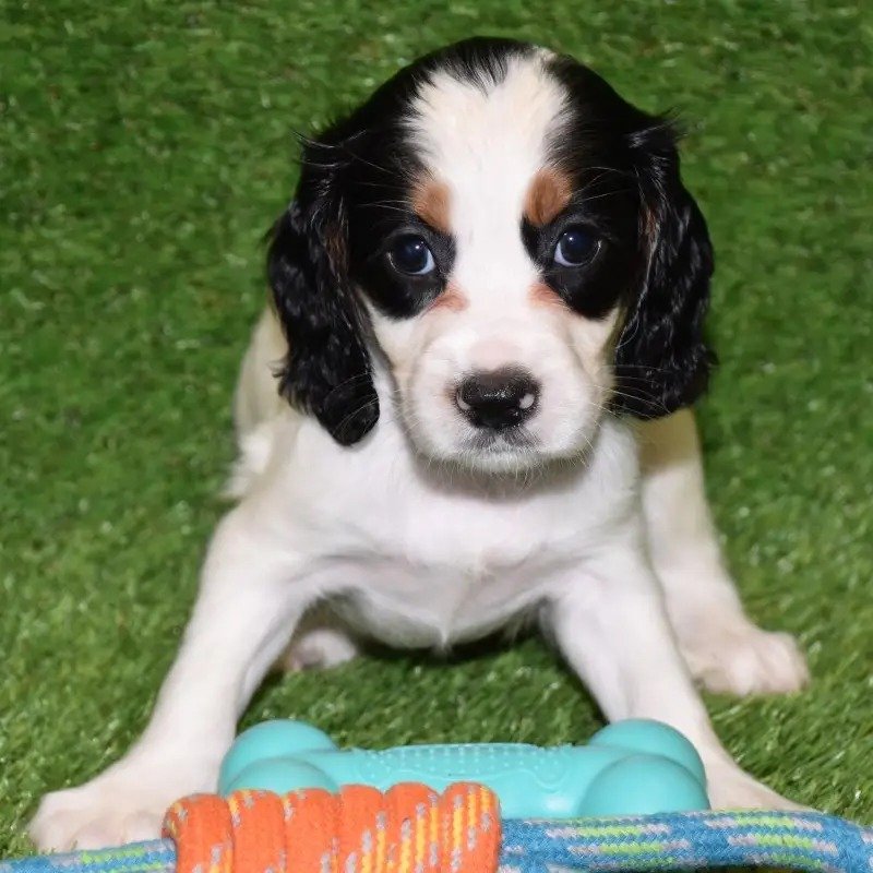 WC Cocker Spaniel White WC Cocker Spaniel White