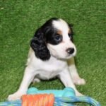 WC Cocker Spaniel White