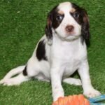 WC Cocker Spaniel White