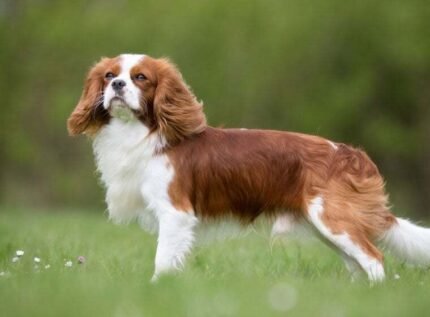 cavalier king charles spaniel kaufen