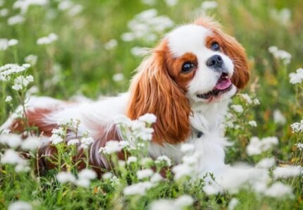 cavalier king charles spaniel kaufen