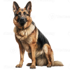 German Shepherd